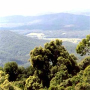 Dorrigo National Park