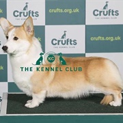 Welsh Corgi (Pembroke)