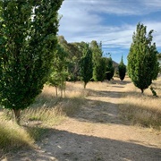 New Australasian No. 2 Deep Lead Gold Mine