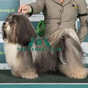 Havanese