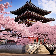 See Cherry Blossoms in Kyoto, Japan