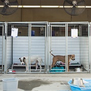 Kennel