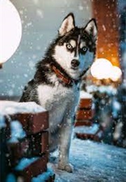 Husky 2: Together Again (2006)