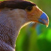 S18.E5: You're Going to Want That Tooth