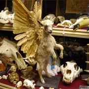 The Viktor Wynd Museum of Curiosities, Fine Art & Natural History