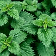 Nettle