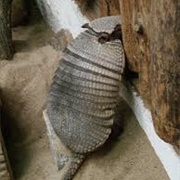 Large Hairy Armadillo