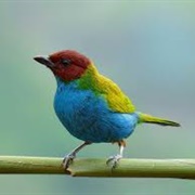 Bay-Headed Tanager