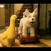 Dog Duck