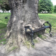 Dublin's Hungry Tree, Ireland