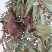 Common Blossom Bat