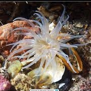 Silver Spotted Anemone