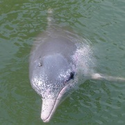 Indo-Pacific Humpback Dolphin