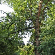 The Hangman's Elm