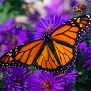 Monarch Butterfly