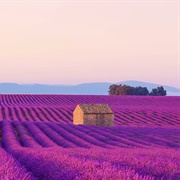 Lavender Fields, France