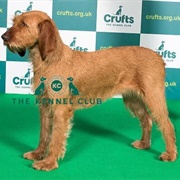 Griffon Fauve De Bretagne