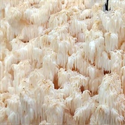 Coral Tooth Fungus (Hericium Coralloides)