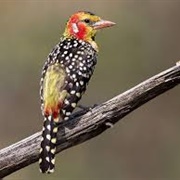 Red and Yellow Barbet