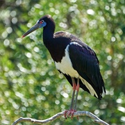 Abdim's Stork
