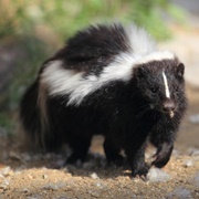 Skunk
