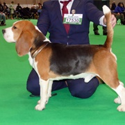 Beagle