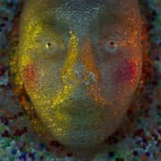 Post War Years - Galapagos