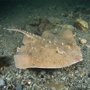 Thorny Skate