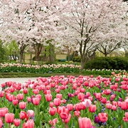 Dallas Arboretum and Botanical Garden