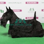 Scottish Terrier