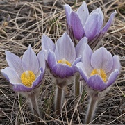 American Pasque Flower