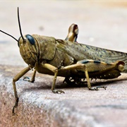 Locust