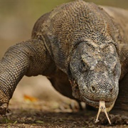 Komodo Dragon