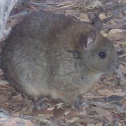 Greater Stick-Nest Rat
