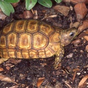 Kinixys Tortoise