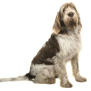 Italian Spinone