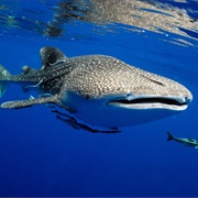 Whale Shark
