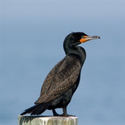 Cormorant