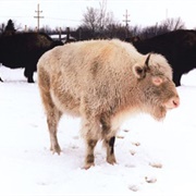 Legendary Albino Buffalo
