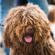 Spanish Water Dog