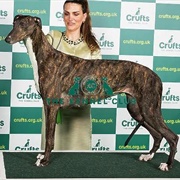 Greyhound