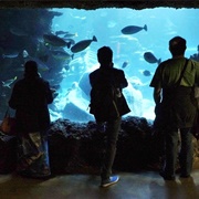 Go to the Aquarium or Zoo on Special Free Days