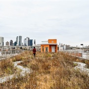 Kingsland Wildflowers