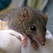 Mainland Dusky Antechinus
