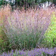 Big Bluestem