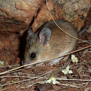 Sandy Inland Mouse