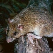 Cape York Rat