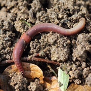 Common European Earthworm