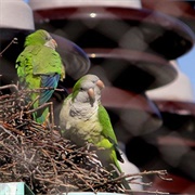 Monk Parakeets of Brooklyn College