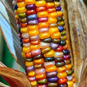 Glass Gem Corn